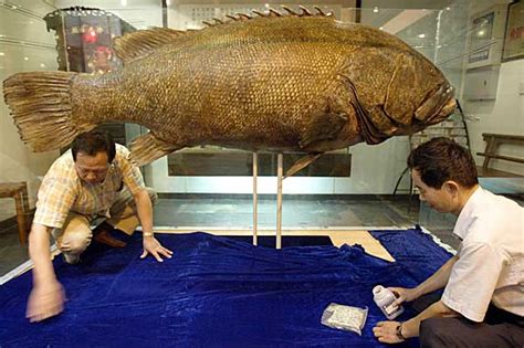 大型魚類|特集 巨大魚だらけの水族館：時事ドットコム